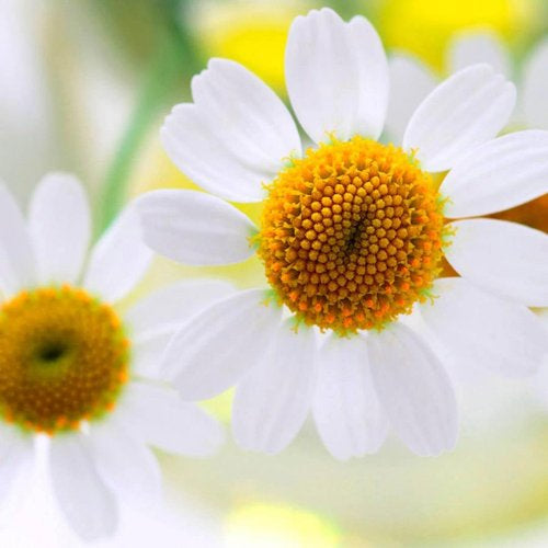 بلسم مضيء لطيف للغاية بزهر البابونج والعسل